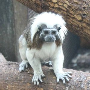 Cotton top tamarin