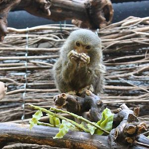 Pygmy marmoset