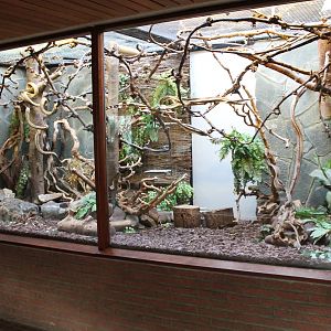 Enclosure Pygmy marmoset