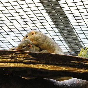 Belanger's tree shrews