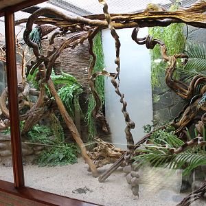 Enclosure Belanger's tree shrew