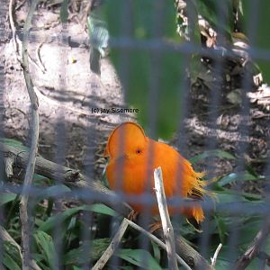 Guianan Cock-of-the-Rock