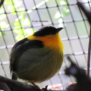 Golden-Collared Manakin