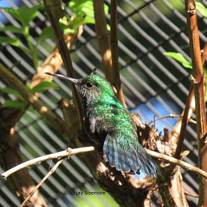 Puerto Rican Emerald