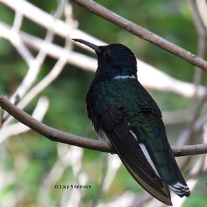 White-Necked Jacobin