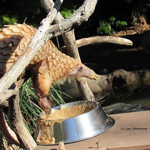 Baba the White-Bellied Tree Pangolin