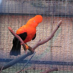Andy the Andean Cock-of-the-Rock