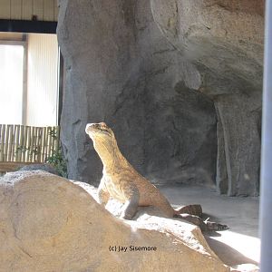 Komodo Dragon