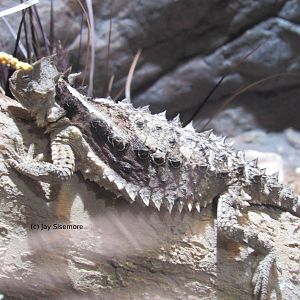 Mexican Giant Horned Lizard