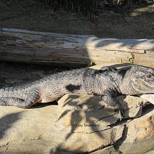 Chinese Alligator