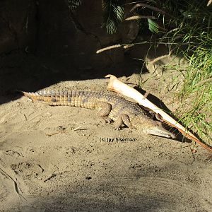 Australian Freshwater Crocodile