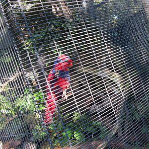 Talaud Red and Blue Lory (only individual/s in USA)