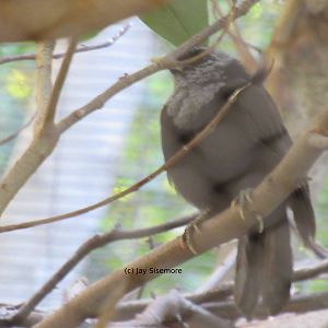 Only Capuchin Babbler in Captivity