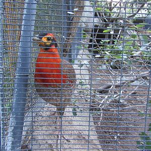 Blyth's Tragopan