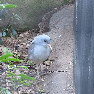 Kagu