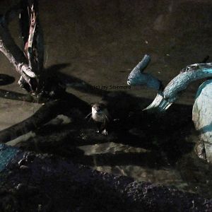 African Clawless Otter