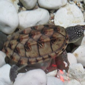 juvenile mexican musk turtle acuario inbursa