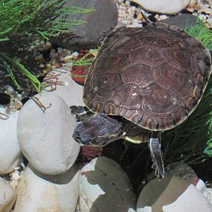 mesoamerican slider turtle acuario inbursa