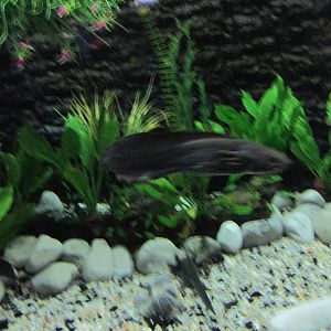 axolotl on the move acuario inbursa