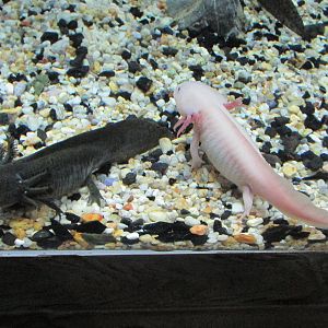 axolotl acuario inbursa