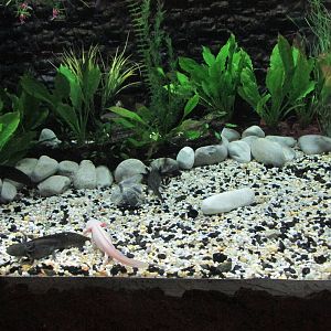 axolotl exhibit acuario inbursa