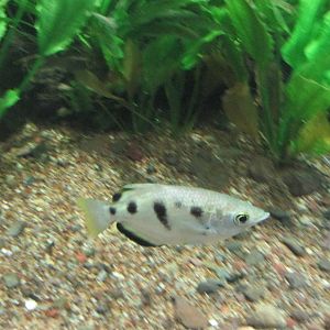 archerfish acuario inbursa