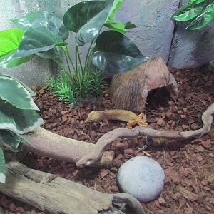 gecko exhibit acuario inbursa