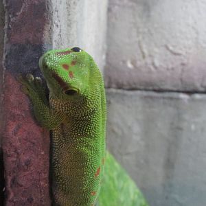 madagascar day gecko acuario inbursa
