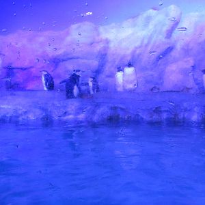 penguin exhibit acuario inbursa