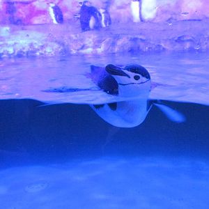 chinstrap penguin acuario inbursa