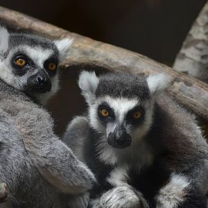 Ring-tailed Lemur