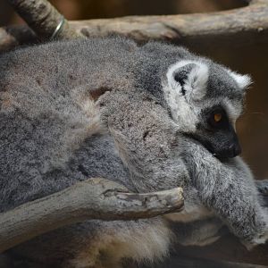 Ring-tailed Lemur