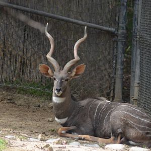 Lesser Kudu