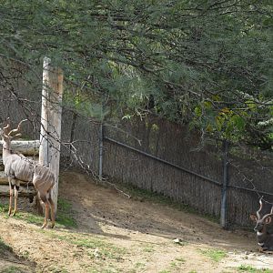 Lesser Kudus
