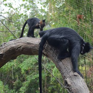 Francois Langurs