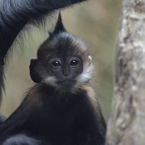 Francois Langurs