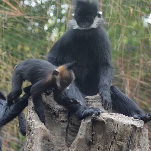 Francois Langurs
