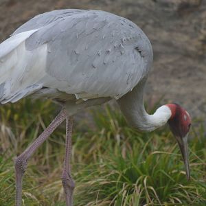 Sarus Crane