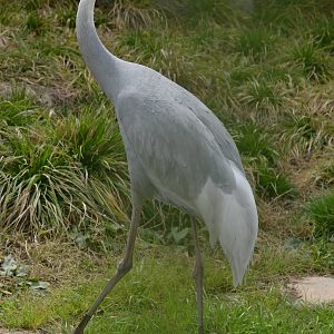 Sarus Crane