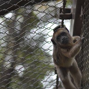 Black Howler Monkey Baby