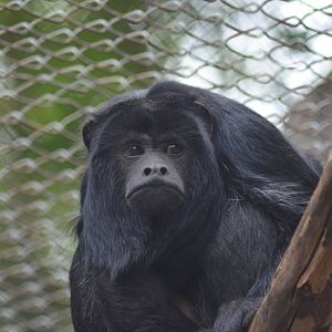 Black Howler Monkey
