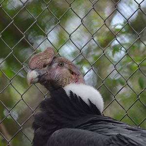 Andean Condor