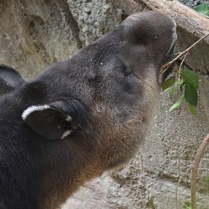 Central American Tapir