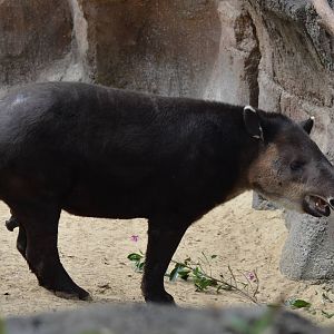 Central American Tapir