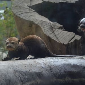 Giant River Otters