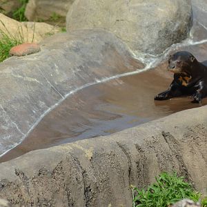 Giant River Otter