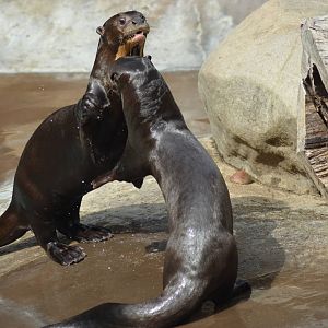 Giant River Otters