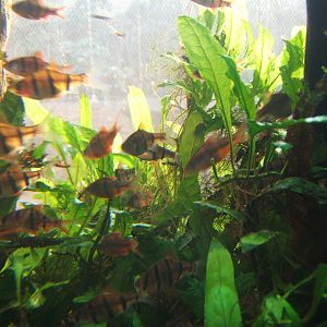 Six-banded Barb (Desmopuntius hexazona)