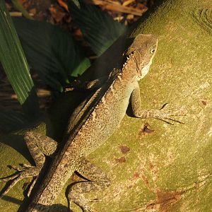 Mountain Horned Dragon