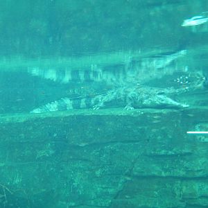 False Gharial under water